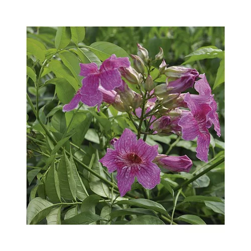 Univers extérieur:PODRANEA RICASOLIANA VIOLET. Le pot de 3 litres