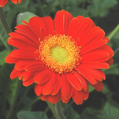Solution utile：Gerbera Garvinea - Le pot de 2 litres