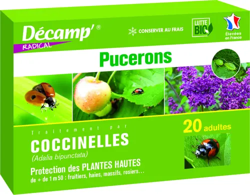 Espace vert confort：Coccinelles Adalia Bipunctata 20 adultes
