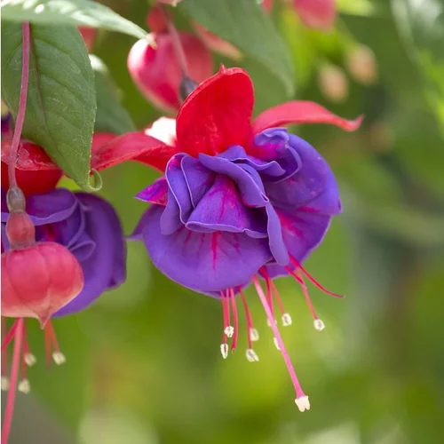Jardin & extérieur:Fuchsia à fleurs multicolores - Le pot de 1 litre