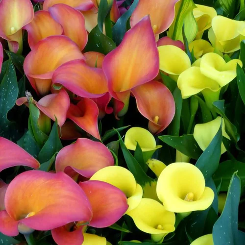 Bien pensé jardin:Arum à fleurs colorées - Le pot de 1 litre