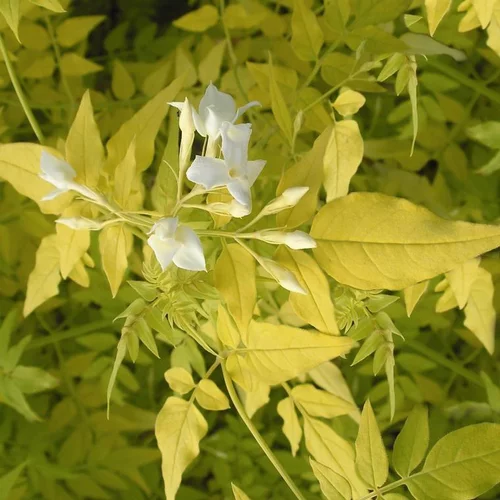 Sélection extérieur:JASMIN OFFICINALE FIONA SUNRISE. Le pot de 4 litres