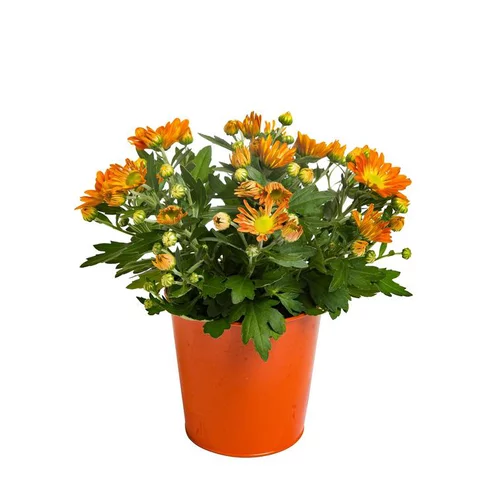 Extérieur plaisir：Mini Chrysanthème - Avec cache-pot