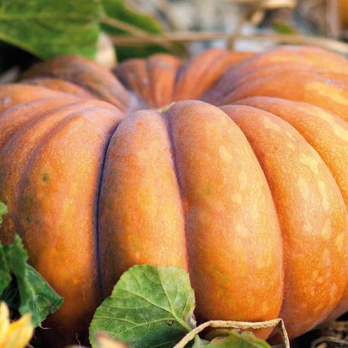 Loisirs au jardin：Courge Musquée De Provence Bio. La barquette de 3 plants