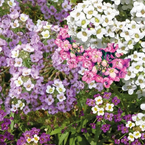 Jardin et idées:Alysse (Alyssum) à fleurs blanches - Le pot Ø 10,5 cm