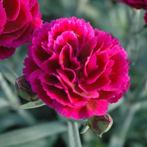 Pour compléter votre jardin:Oeillet - La coupe de 20 cm