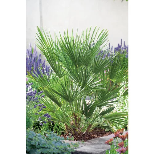 Plaisir dehors:Palmier ou Chamaerops Humilis. Le pot de 7 litres