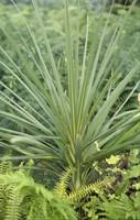 Pour le jardin:Cordyline Indivisa - Le pot de 2 litres