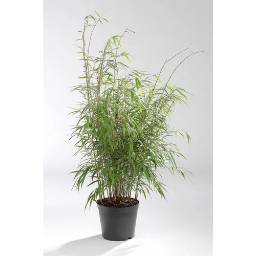 Côté extérieur：Bambou Fargesia Asia Wonder. Le pot de 4 litres