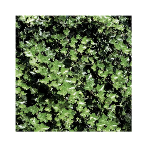 Solution jardin：Lierre HELIX HIBERNICA. Le pot de 3 litres