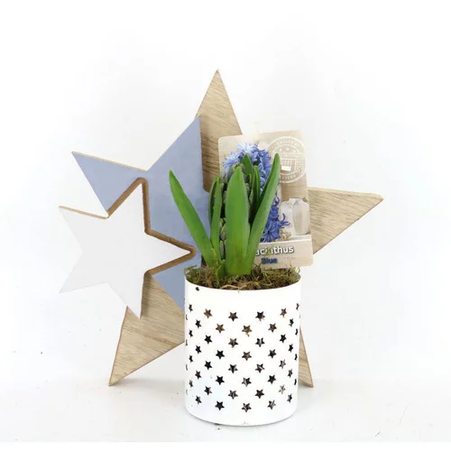 Bien dehors：Jacinthe en pot déco. La composition de 24 cm