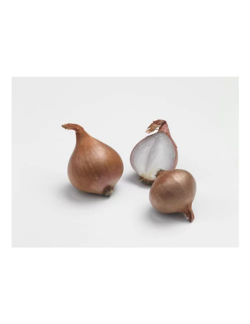 Choix nature：Échalotte Biztro AB bio calibre 7/15 botanic® bulbes à planter - Le filet de 250 g