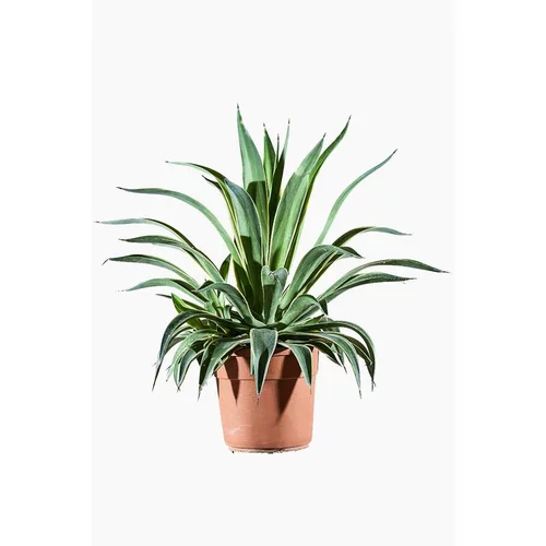 Qualité pour le jardin:Agave Desmettiana Variegata en pot de 5 L jaune