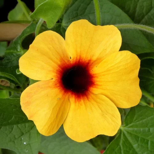 Jardin et maison：Thunbergia Alata Tippi - Le pot de 2,5 litres