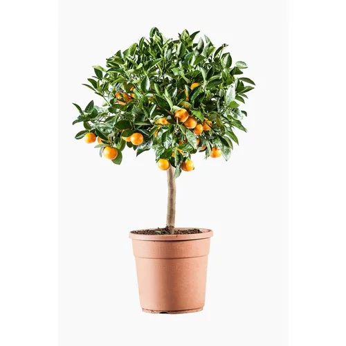 Solution extérieure:Calamondin. Le pot de 7 litres