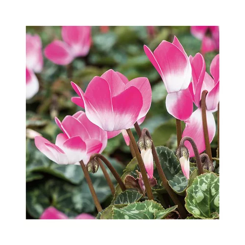 Jardin tout terrain:Cyclamen bicolore - Le pot de diamètre 14 cm.