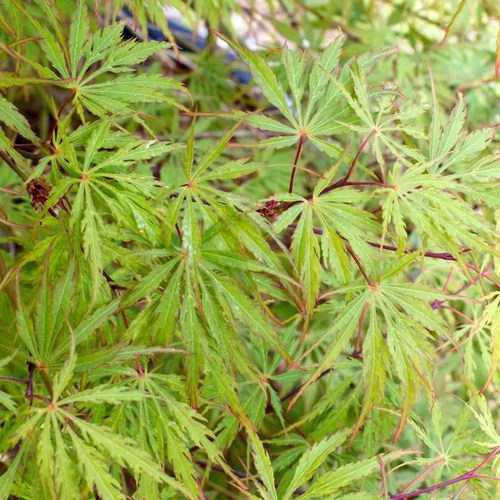 Solution simple:Érable du Japon acer palmatum dissectum flavescens coloris vert. Le pot de 7 litres