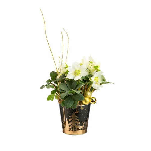 Solution pour le jardin：Hellébore en pot zinc décor sapin or