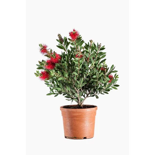 Solution pratique:Rince bouteille (Callistemon Laevis). Le pot de 3 litres
