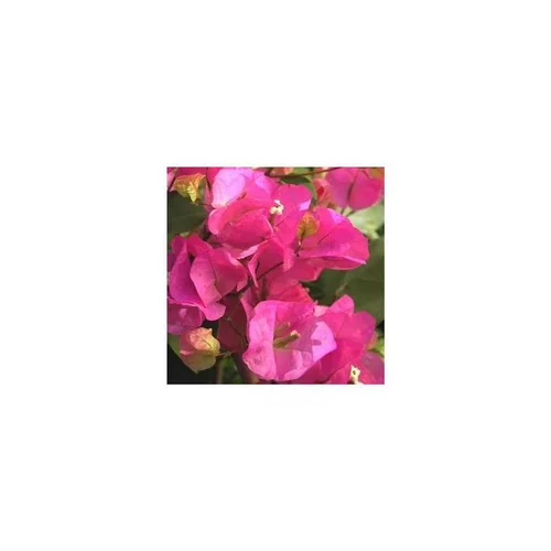 Un atout pour le jardin：Bougainvillée colonne - Le pot de 10 litres