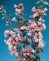 Pour simplifier le jardin：Abélia Grandiflora Edward Goucher rose. Le pot de 7 litres