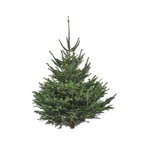 Pour la maison et le jardin:Sapin de Noël naturel coupé Nordmann - de 200 à 250 cm