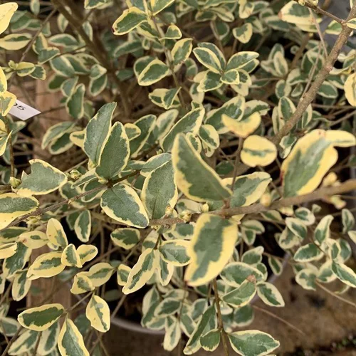 Pour mieux organiser vos extérieurs:Troène Ligustrum Ibota Musli. Le pot de 2 litres