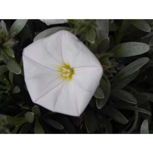 Côté extérieur：Convolvulus Cneorum en pot
