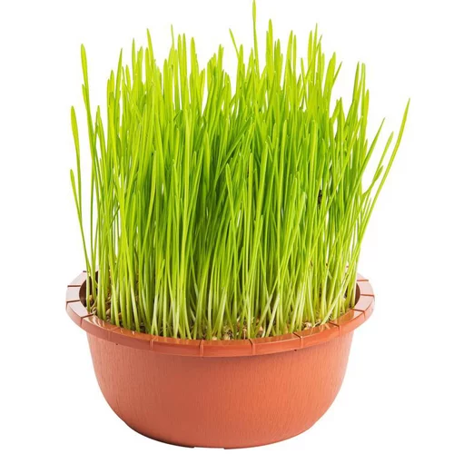 Au service de votre jardin：Herbe A Chat Bio. La coupe de diamètre 16 cm