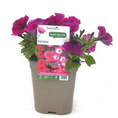Une idée pour vos extérieurs：Pétunia retombant - Le pot de 12 x 12 cm