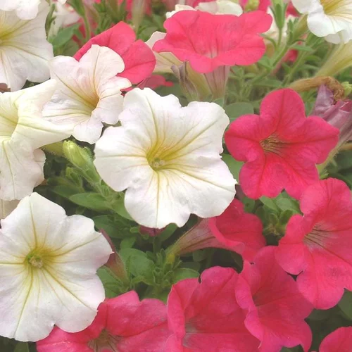 Bien pensé jardin：Pétunia - Le pot de de 1 litre