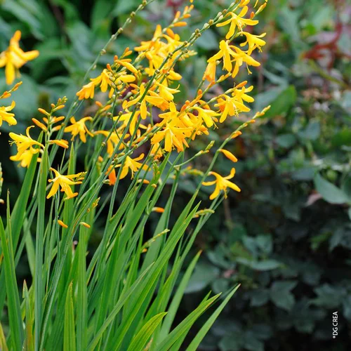 La solution pour votre jardin:Montbretia 'George Davison' - Le pot de 2 litres