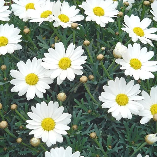 Mieux dehors:Anthémis à fleurs multicolores. Le pot de 2,5 litres