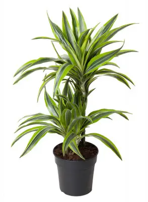 Extérieur plaisir:Dracaena Fragrans Lemon Lime 2 pieds. Le pot de Ø 19 x H 70 cm