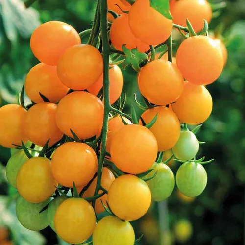 Style extérieur：Tomate Apero Balconi Jaune Special Balcon Bio. Le pot de 2,5 litres