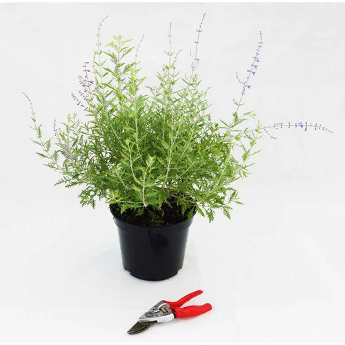 Choix au jardin：Sauge de Sibérie Blue Spire 40/60. Le pot de 5 litres