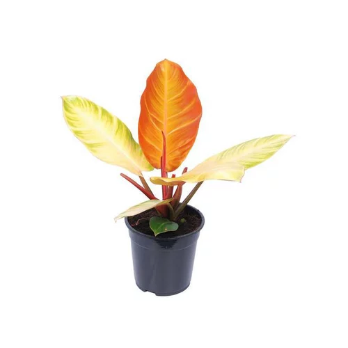 Style nature:Philodendron Prince of Orange. Le pot Ø 19 cm