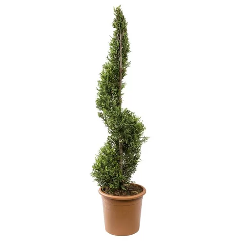 Jardin expert:Cyprès de Leyland spirale (CUPRESSOCYPARIS PYRAMIDALIS) H120 cm, pot 14 L