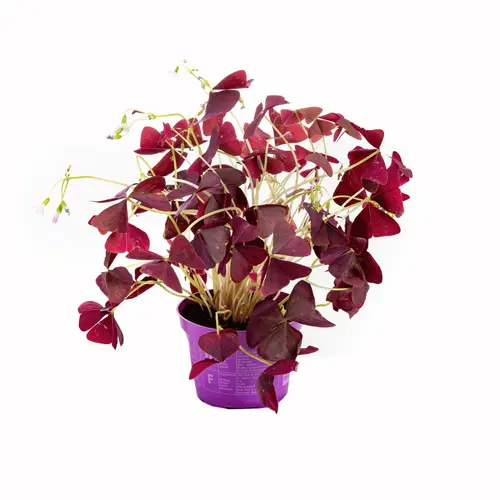 Sélection pour votre jardin:Oxalis trèfle à 4 feuilles - Le pot de 10,5 cm