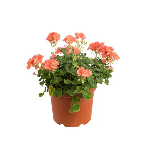 Équipement pour le jardin:Géranium zonale - Le pot de 5 litres