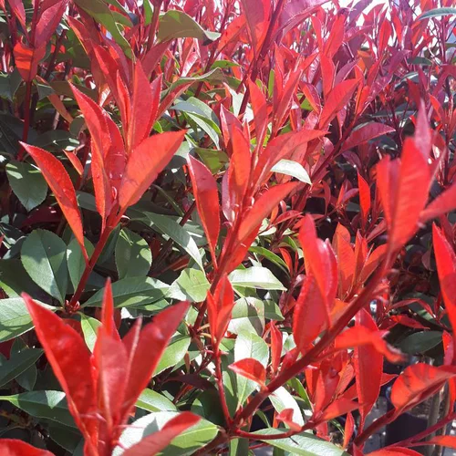 Bien pour le jardin：Photinia Fraseri variété Carré rouge