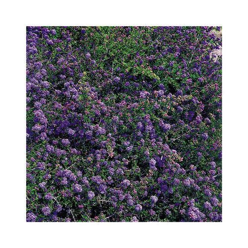Un choix pratique pour le jardin：Ceanothe Julia Phelps en pot de 3 litres