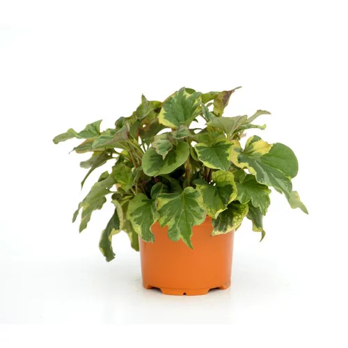 Une idée maline pour le jardin：Houttuynia Cordata Chameleon - Le pot diam 12 cm