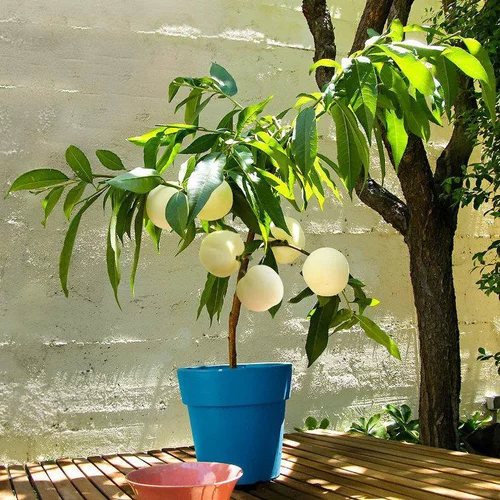 Accessoire au jardin:Pecher Nain Fruit Me® Ice Peach. Le pot de 4 litres