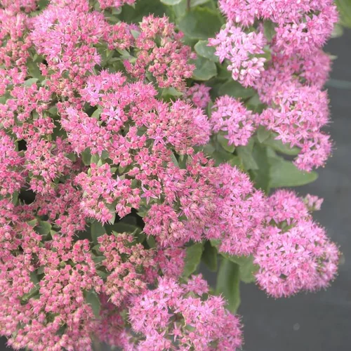 Bien dehors:Sédum carl rose en pot de 2 L