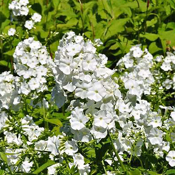 6 x Phlox paniculé 'White Admiral' – Phlox paniculata 'White Admiral' | godet 9cm x 9cm