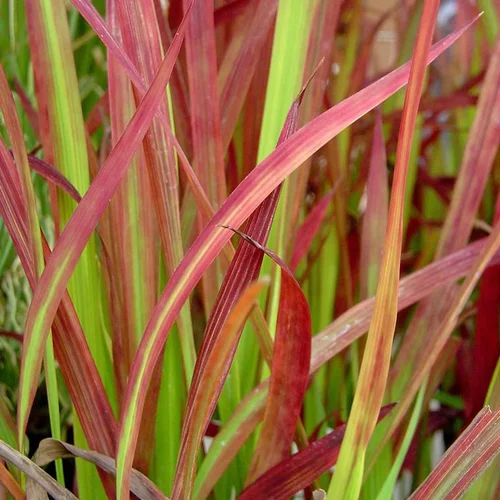 Jardin maison:Imperata Cylindrica Red Baron au feuillage rouge - Le pot de 1 litre