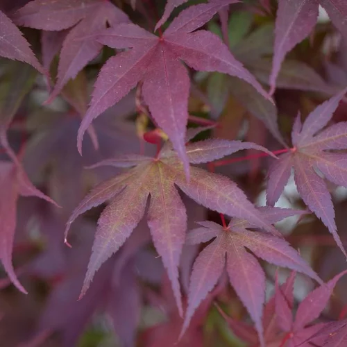 Idéal pour votre jardin:Érable du Japon Bloodgood rouge. Le pot de 5 litres
