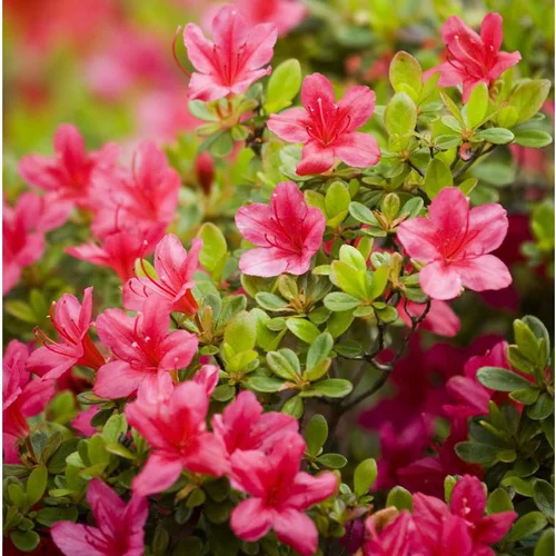 Parfait pour le jardin：Azalée Japonaise variée (Azalea Japonica) 20/25. Le pot de 2 litres