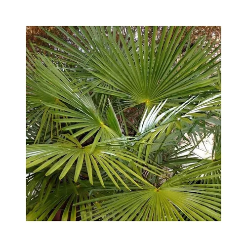 Solution extérieure：Palmier chanvre ou Trachycarpus Exelsa vert